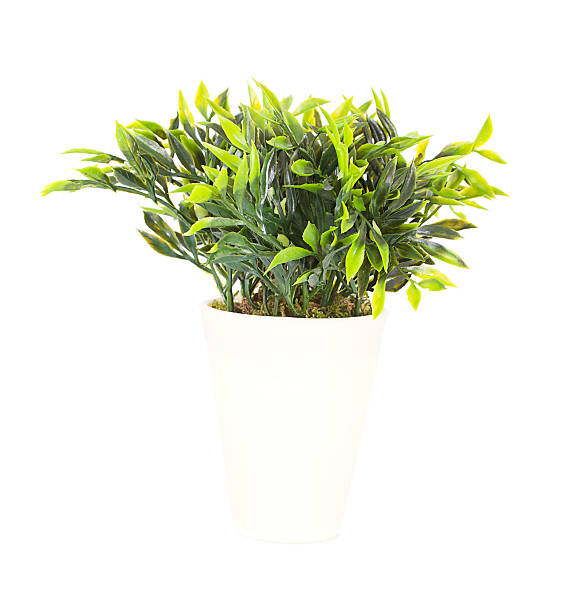 istock Decorative plant in the pot isolated on white background 463326825