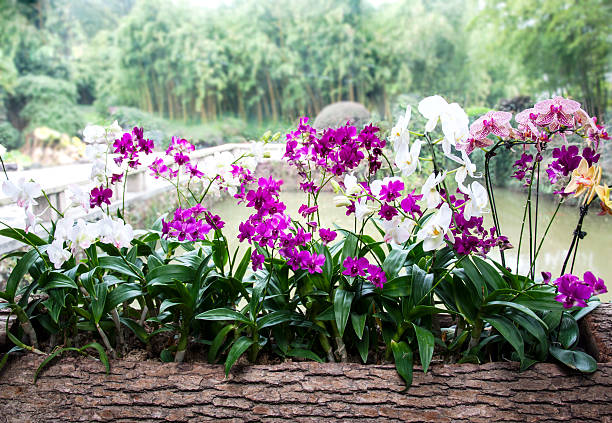 Beautiful orchids, butterfly orchid
