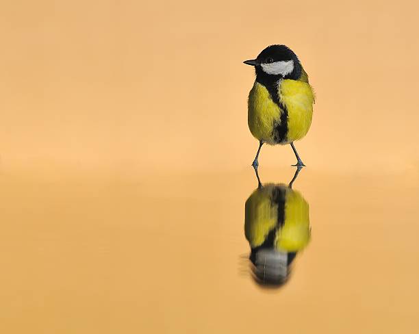 istock Great tit in the water. 463327959
