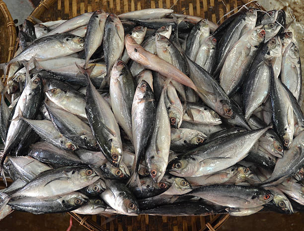 istock Fresh water fishes 463329289