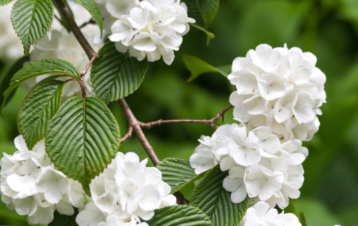 An overall mass of brilliant white dogwood blossoms in a Cape Cod garden.