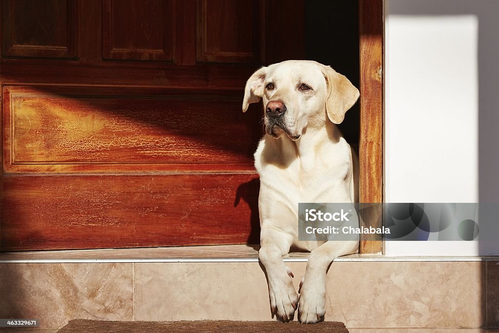 A light colored dog sitting on a step Dog is waiting in door of house. Dog Stock Photo