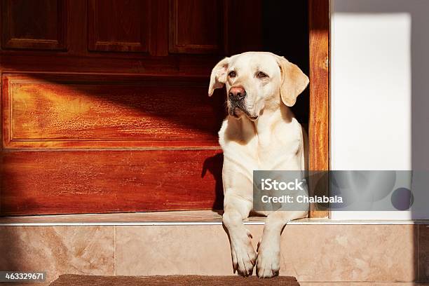 A Light Colored Dog Sitting On A Step Stock Photo - Download Image Now - Dog, Door, Alertness