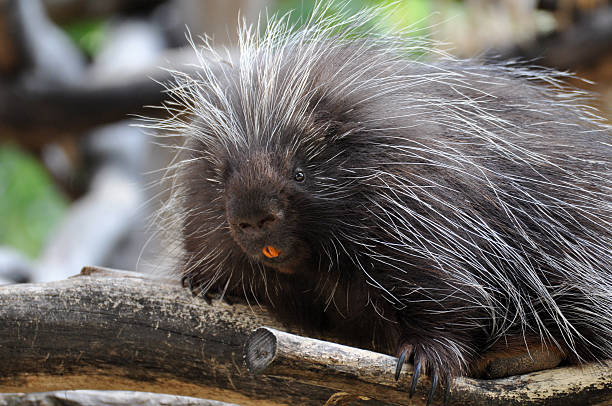 istock North American Porcupine 463329759