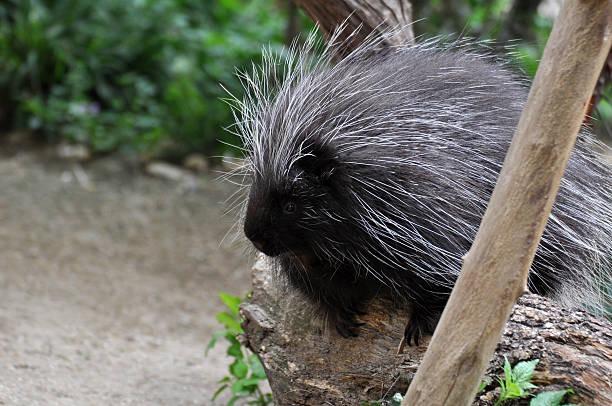 istock North American Porcupine 463329795