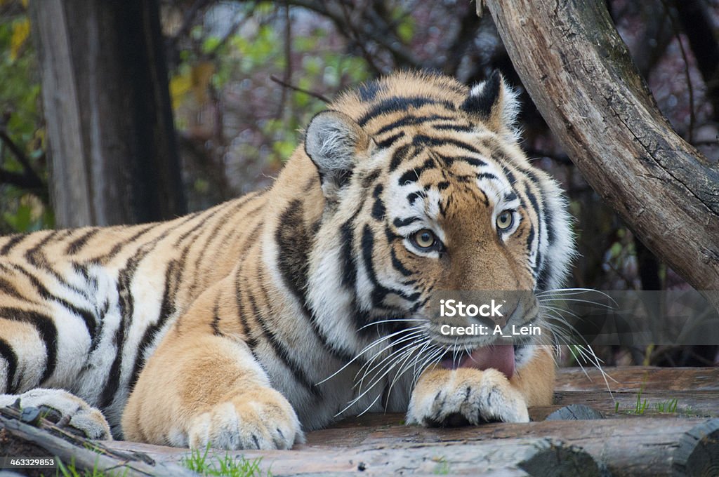 Tiger Aggression Stock Photo