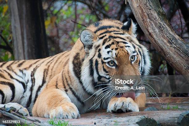 Tiger Stock Photo - Download Image Now - Aggression, Animal, Animal Markings