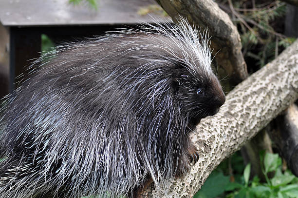 istock North American Porcupine 463330171