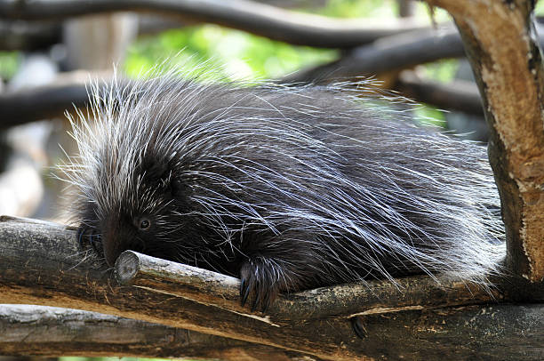 istock North American Porcupine 463330285
