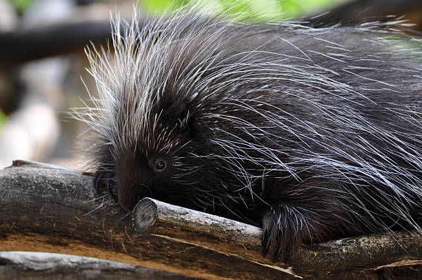 istock North American Porcupine 463330289