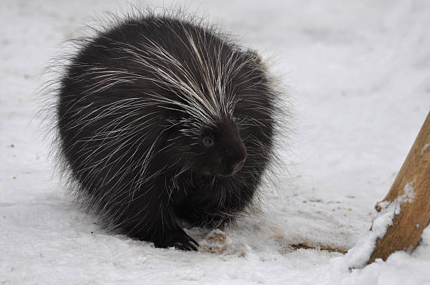 istock North American Porcupine 463330307