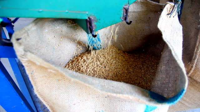 Close up shot-Rice from mill machine drop in a sack