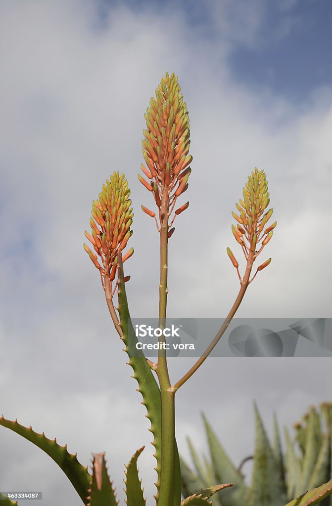 aloe longistyla Aloe Stock Photo