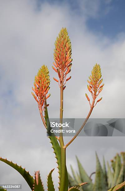 Aloe Longistyla Stock Photo - Download Image Now - Aloe, Botany, Flower
