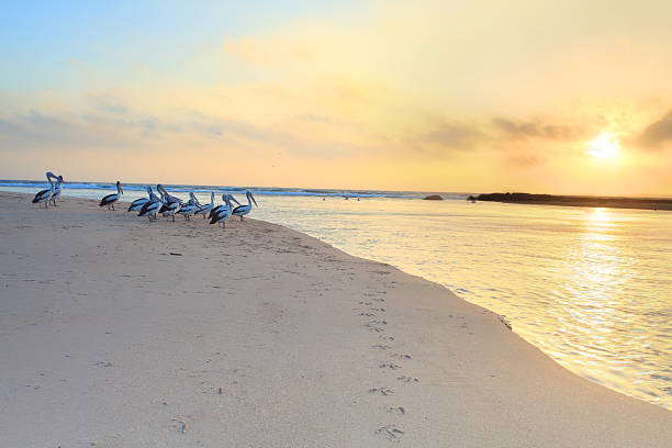 istock Pelicans watch the sunrise 463334223