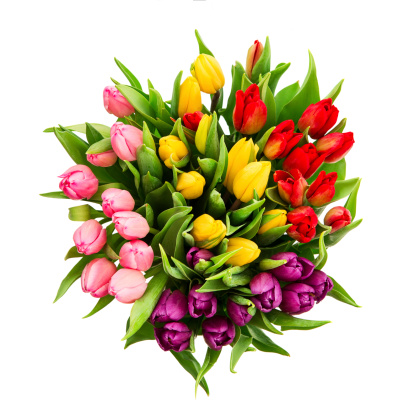 bouquet of fresh multicolor tulip flowers isolated on white background
