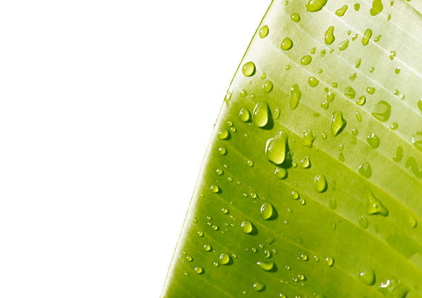 Banana leaf with water droplets isolated on white