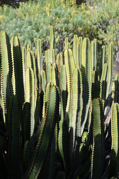 istock Euphorbia Canariensis 463335957