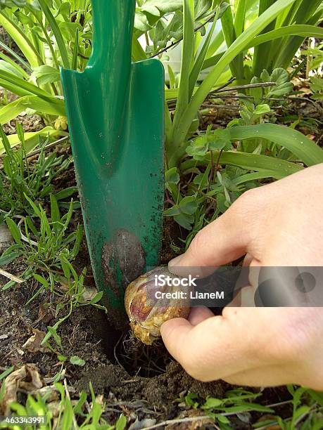 Bulb Planting Stock Photo - Download Image Now - Dirt, Human Body Part, Human Finger