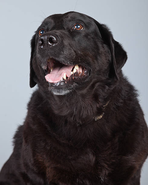 istock Old black labrador retriever dog isolated against grey. 463344435