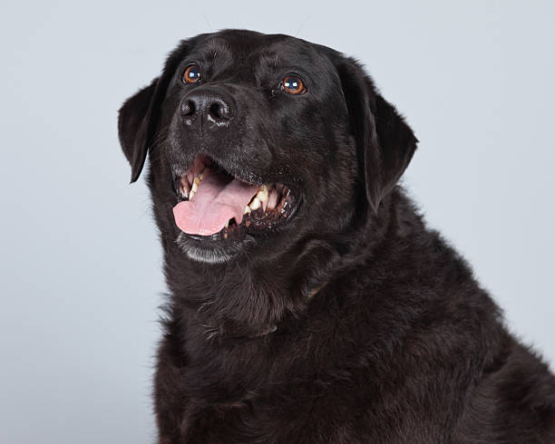istock Old black labrador retriever dog isolated against grey. 463344593