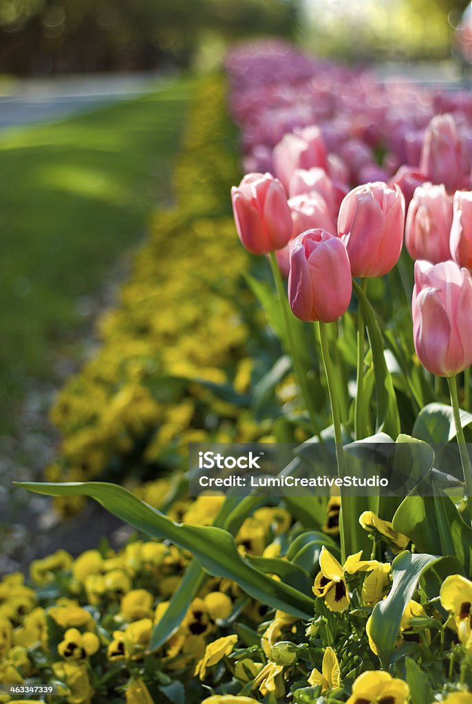 Pink Tulips Beauty In Nature Stock Photo
