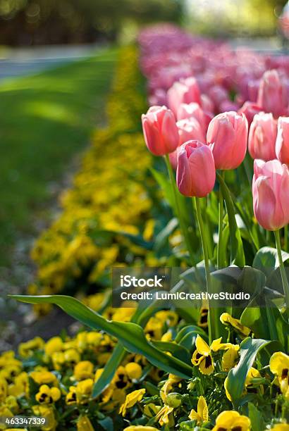 Pink Tulips Stock Photo - Download Image Now - Beauty In Nature, Close-up, Colors