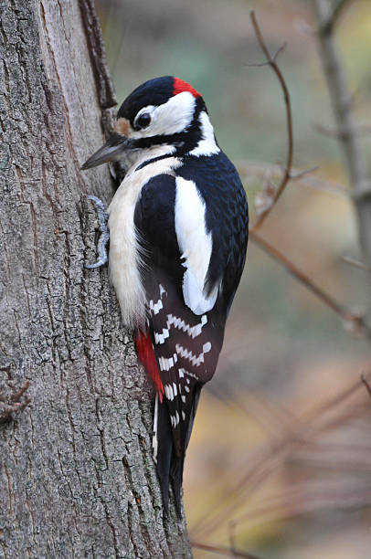 istock Great Spotted Woodpecker, Dendrocopos major 463347505