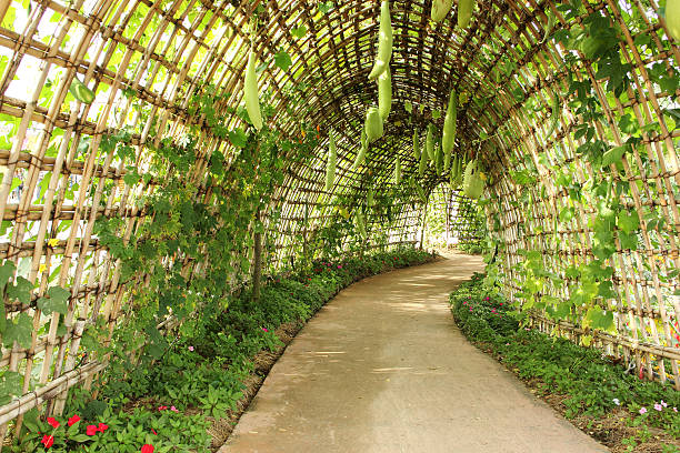 istock squash Archway in the garden 463347685