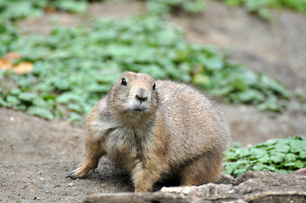 istock European ground squirrel - Spermophilus citellus 463347981