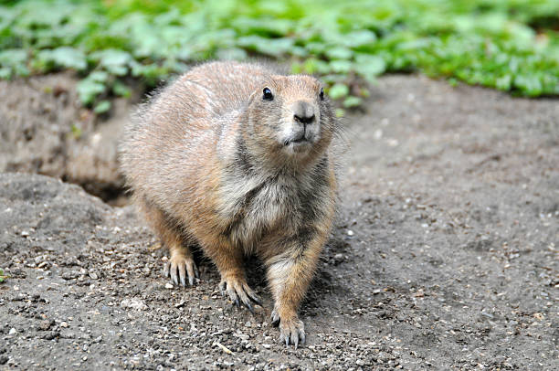 istock European ground squirrel - Spermophilus citellus 463347989