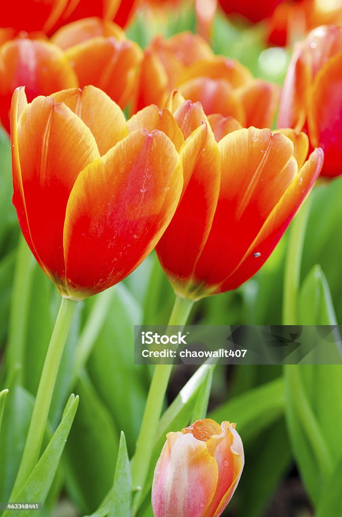 Tulips flowers Arrangement Stock Photo
