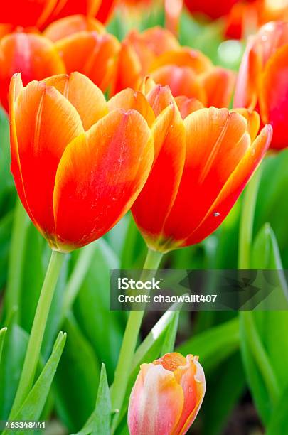 Tulips Flowers Stock Photo - Download Image Now - Arrangement, Awe, Beauty In Nature