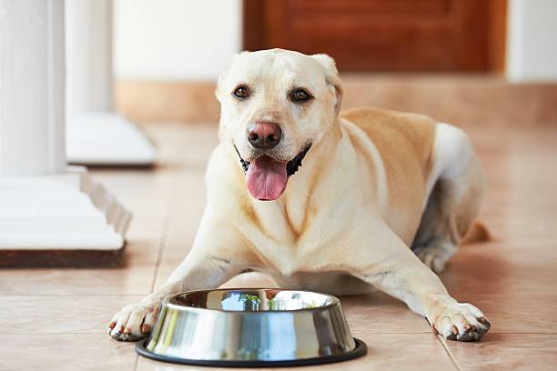 istock A cute hungry dog next to an empty food bowl 463349601