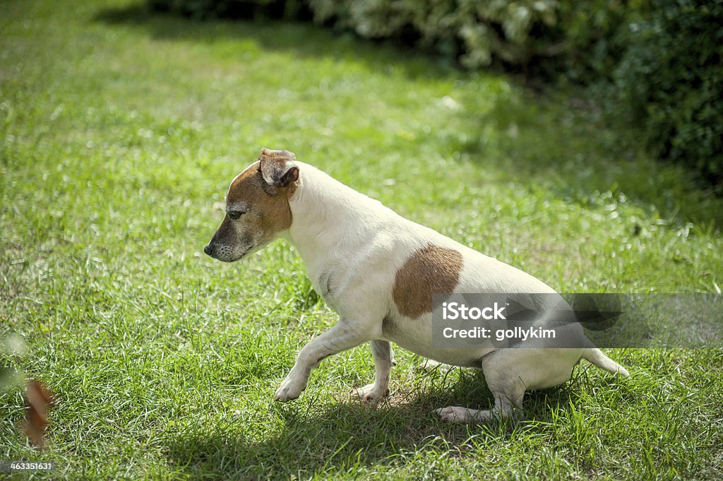 Imaginando Cachorro - Foto de stock de Animal de estimação royalty-free