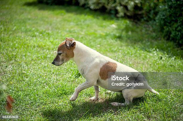 Foto de Imaginando Cachorro e mais fotos de stock de Animal de estimação - Animal de estimação, Animal velho, Campo