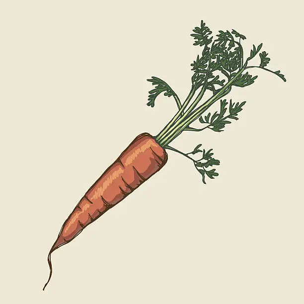 Vector illustration of Carrot