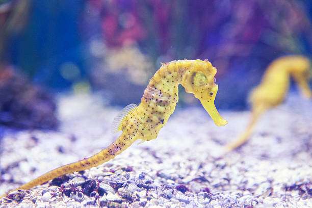 Longsnout Seahorse Longsnout Seahorse. longsnout seahorse hippocampus reidi stock pictures, royalty-free photos & images