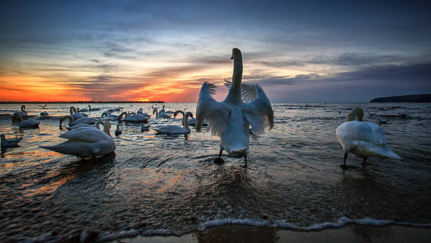 istock Mute swan standing on water 463352223