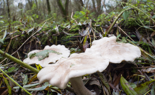 Clitocybe nebularis is also known as  cloud funnel or clouded agaric