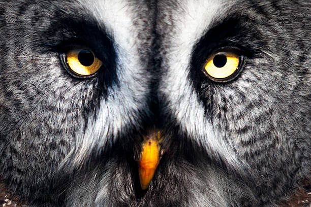 Great Grey Owl stock photo