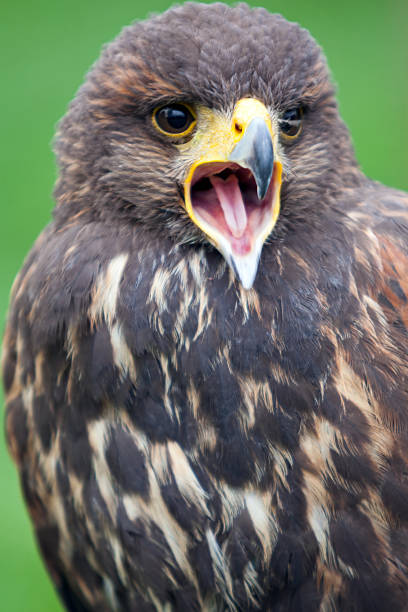 istock Bird of prey 463357179