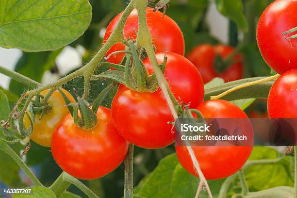 Tomates Foto de stock y más banco de imágenes de Agricultura - Agricultura, Alimento, Arbusto