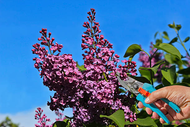 istock Cutting flowers of lilac 463358677