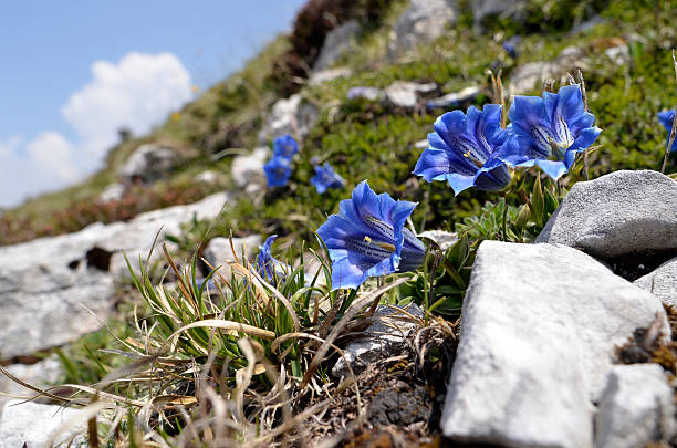 Gentian flower stock photo