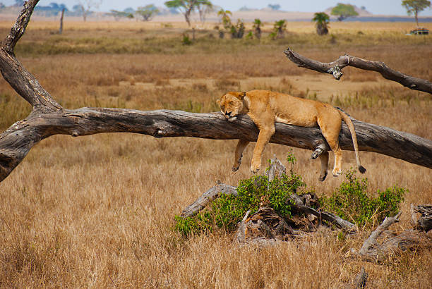 istock Serengeti National Park Safari 463358837