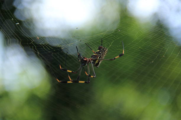istock Jamaican black and yellow spider, 2 463359265