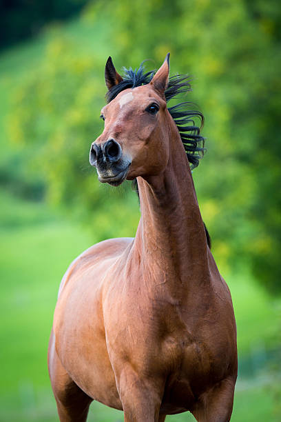 istock Horse running on green background. 463359973