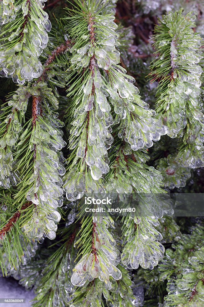 Ice-covered pine tree Ice-covered pine tree in winter Backgrounds Stock Photo