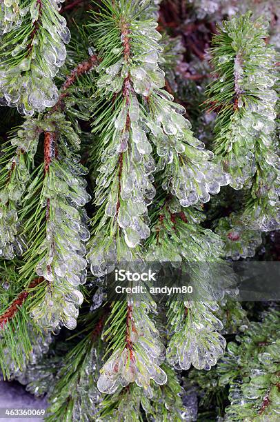 Icecovered Pine Tree Stock Photo - Download Image Now - Backgrounds, Beauty In Nature, Branch - Plant Part